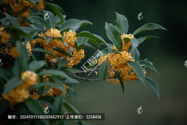 金桂桂花特寫