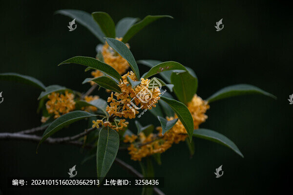 金桂桂花特寫