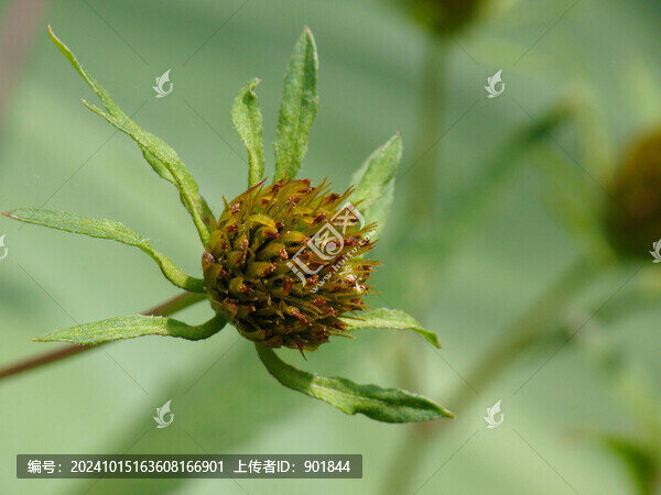 大狼耙草花果