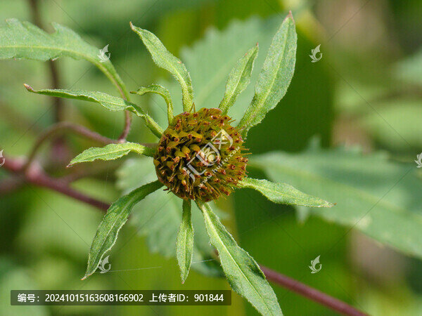 大狼耙草花果