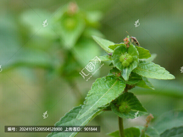 大戟科藥用植物鐵莧菜