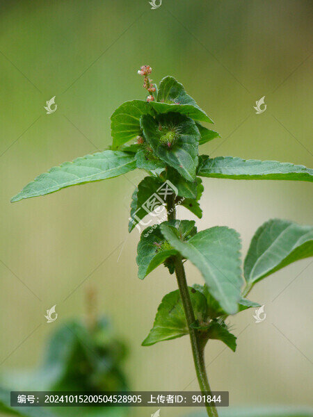 大戟科藥用植物鐵莧菜