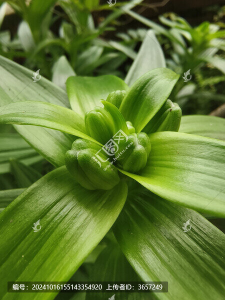 百合花苞