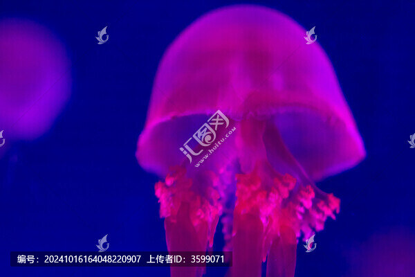 水母