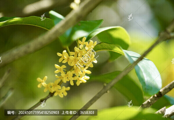 桂花