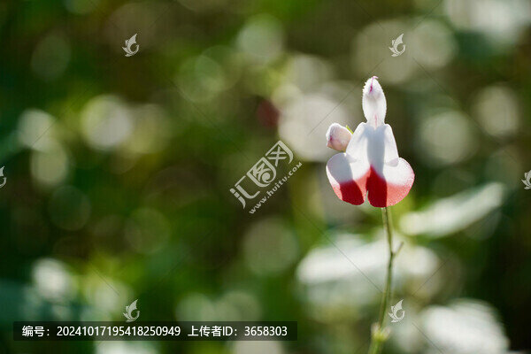 凹脈鼠尾草特寫