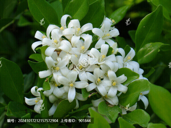 九里香的開(kāi)花期