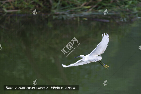 一只展翅翱翔的白鷺