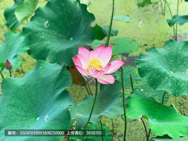 外婆門(mén)前池塘里的荷花