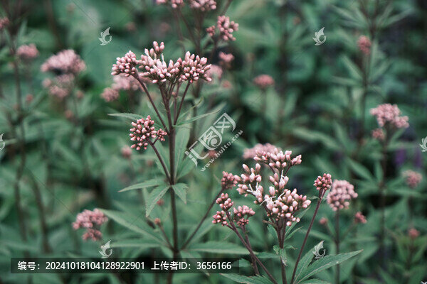 佩蘭花