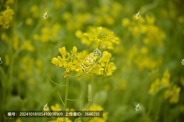 油菜花
