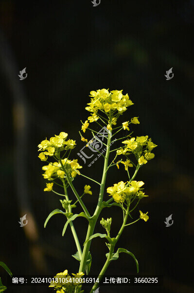 油菜花