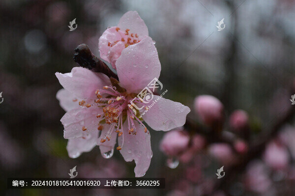 桃花