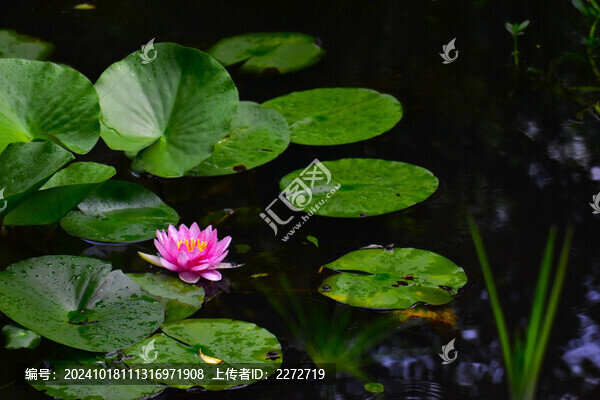 睡蓮花