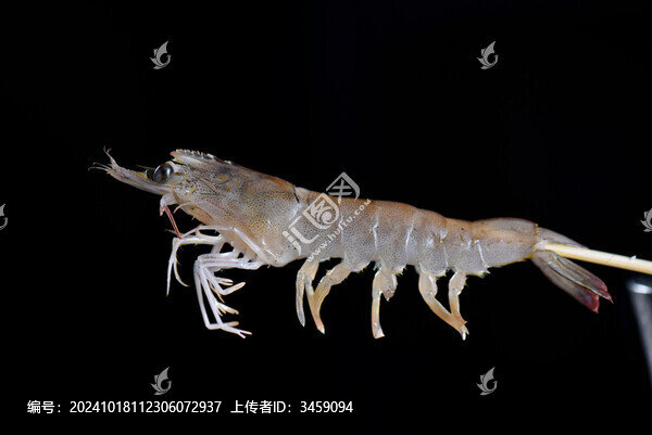 明蝦