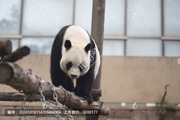憨萌大熊貓?zhí)貙憯z影高清圖