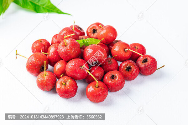 新鮮山楂果山里紅高清特寫圖片