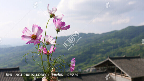 小雛菊小野花