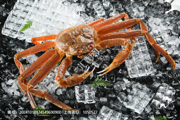 松葉蟹活鮮海鮮長(zhǎng)腳蟹