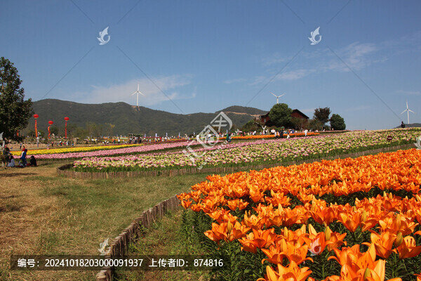 百合花展覽