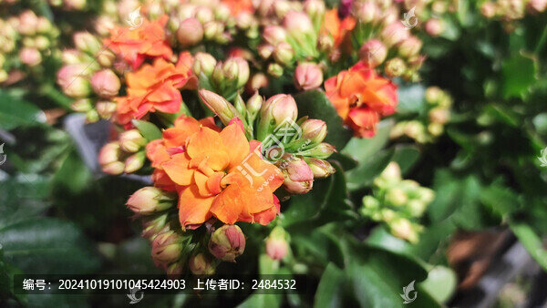 長壽花
