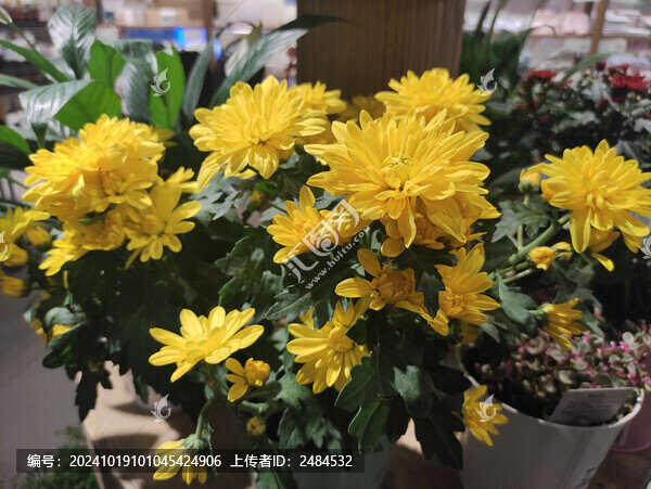 菊花