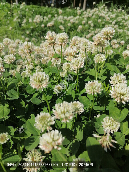 白花車(chē)軸草