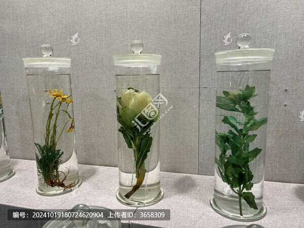 藏醫(yī)藥藥用植物標(biāo)本