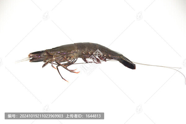 蝦