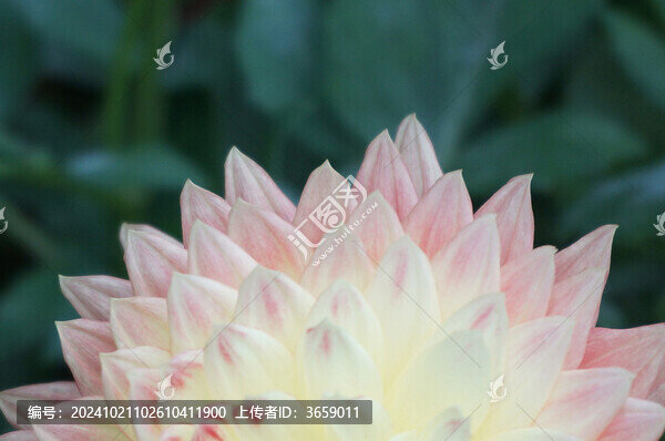 重瓣大麗花特寫(xiě)