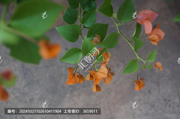 三角梅