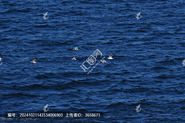 自由飛翔的海鷗