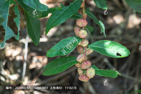 算盤(pán)子