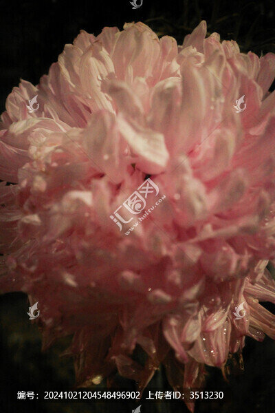 夜晚的菊花