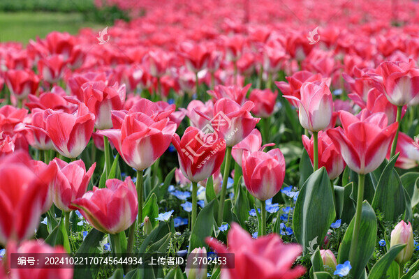 郁金香花海
