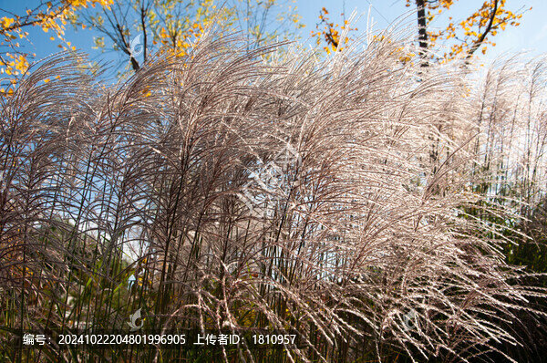 蘆葦花