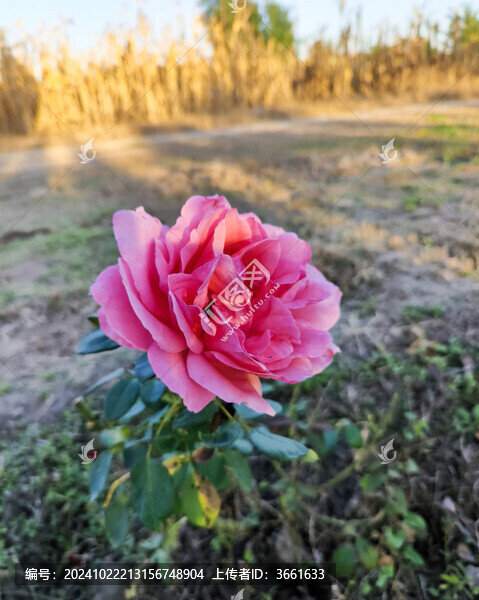粉色月季花