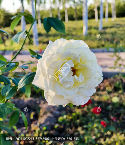 白色月季花