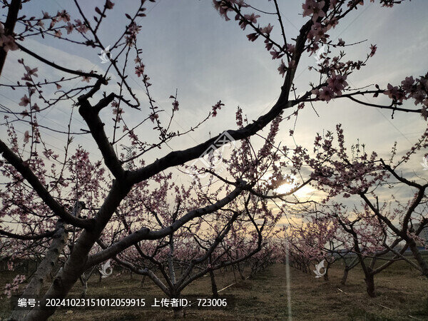 夕陽桃園