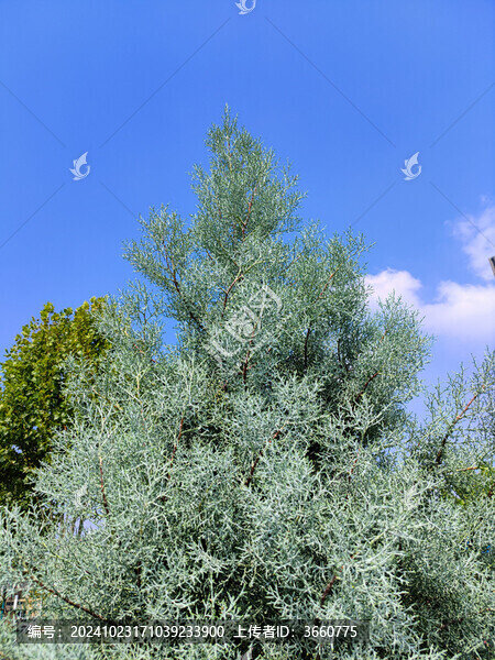 藍冰柏