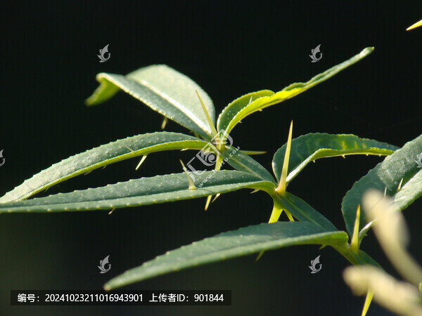 竹葉花椒長滿尖刺的枝葉