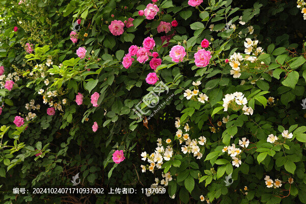 多年生落葉灌木薔薇