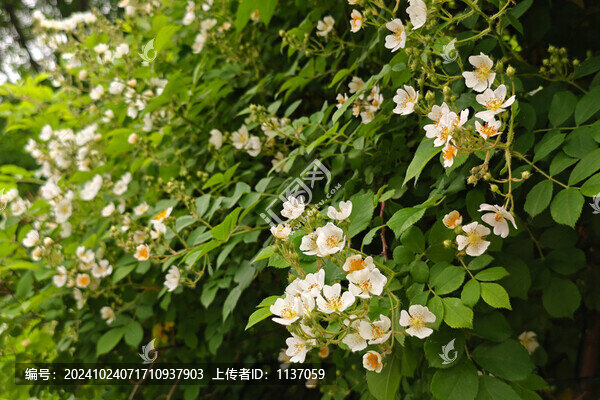多年生落葉灌木薔薇