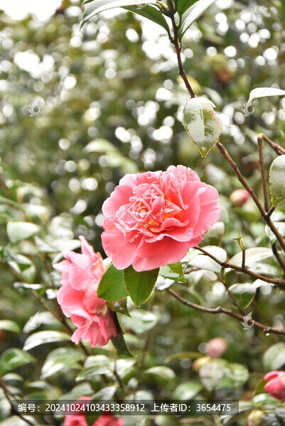 山茶花