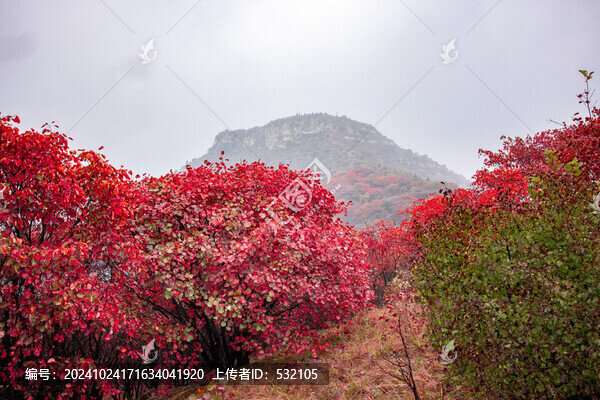 濟(jì)南紅葉網(wǎng)紅打卡地丁家寨