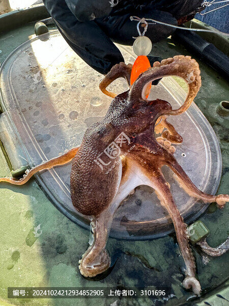 海釣八爪魚