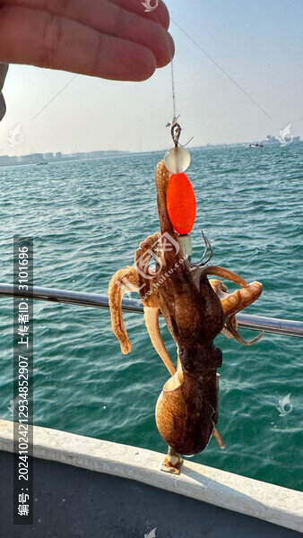 海釣八爪魚