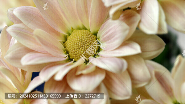 粉色花朵特寫