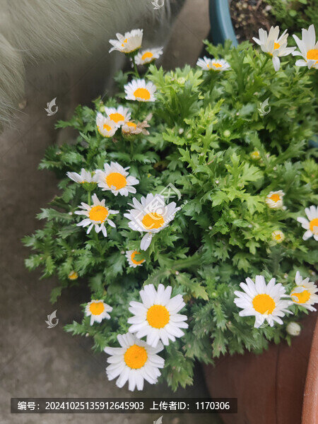 白色盆栽小雛菊
