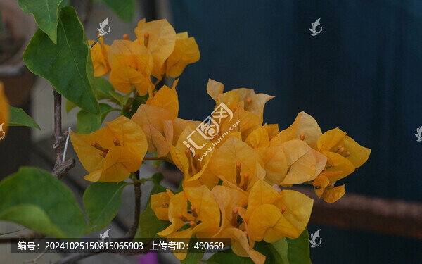 加州陽光
